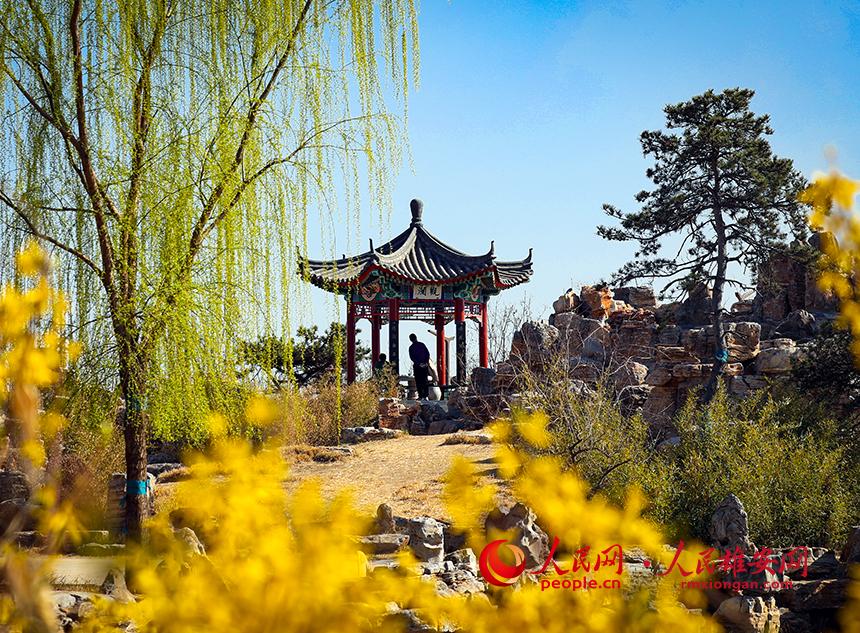 雄安郊野公園內迎春花開，柳樹抽芽。人民網(wǎng)宋燁文攝