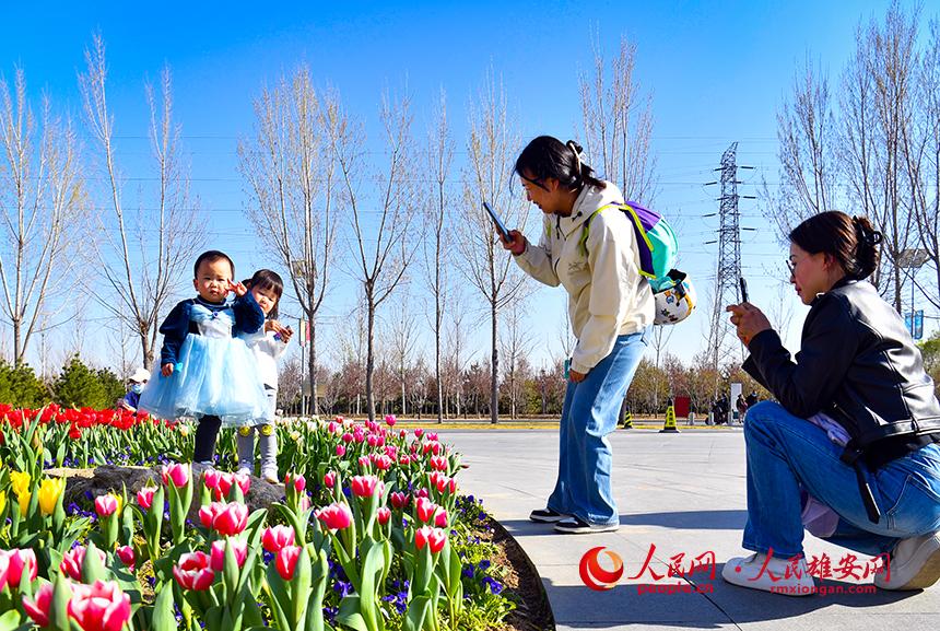 雄安悅容公園郁金香盛放，吸引了眾多游客前來踏青賞花。人民網(wǎng)宋燁文攝