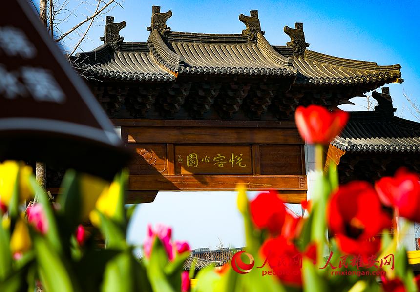 雄安悅容公園郁金香盛放。人民網(wǎng)宋燁文攝