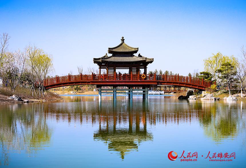 雄安悅容公園一角，微風吹動水面，泛起陣陣漣漪。人民網(wǎng)宋燁文攝