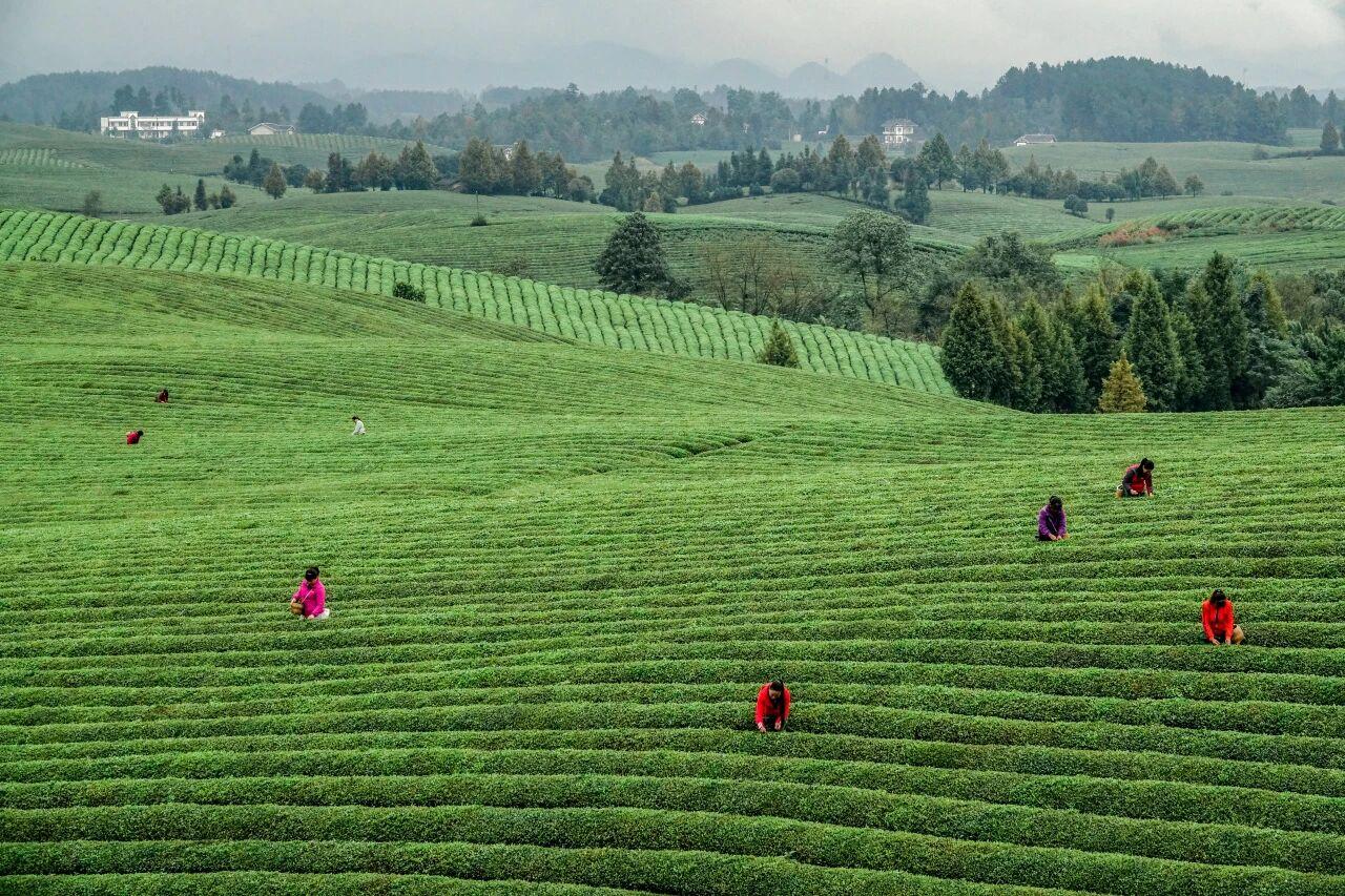 貴州省遵義市湄潭縣永興茶海。攝影 楊良強.jpg