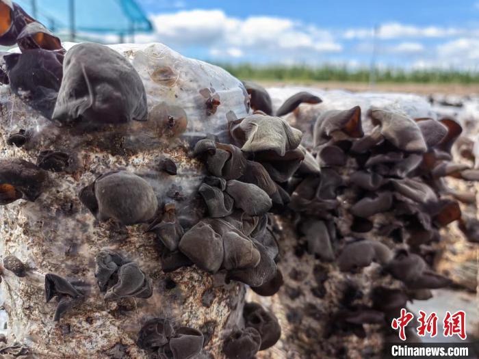 圖為阿榮旗的黑木耳。(資料圖) 謝宏秀供圖