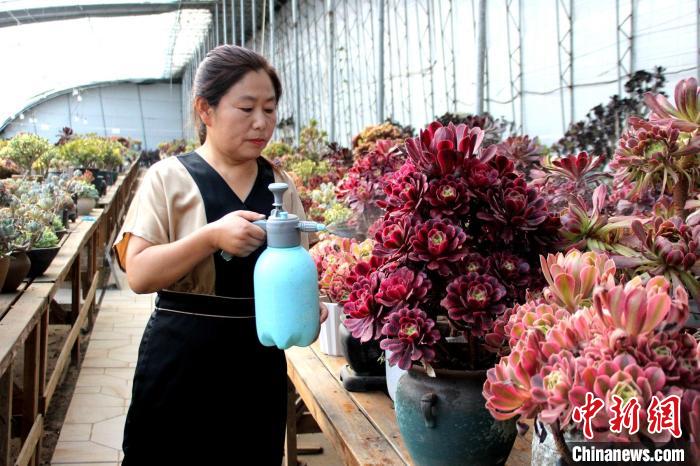 郭雪蘋對(duì)多肉進(jìn)行日常管護(hù)?！≈苡?攝