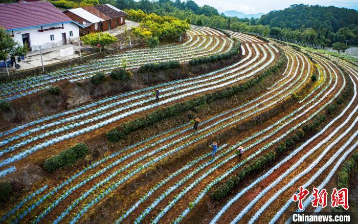 湖北遠安:農(nóng)旅融合助“高山村”變“幸福村”